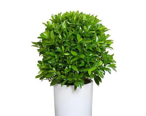 非洲茉莉繁殖的有效方法有哪些？