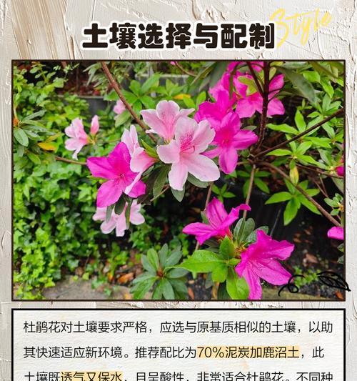 花换盆的正确步骤是什么？