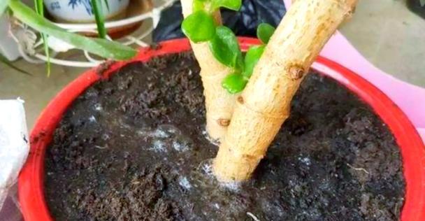 花换盆的正确步骤是什么？