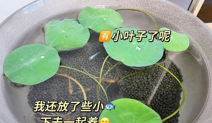 荷花种植的步骤和注意事项有哪些？