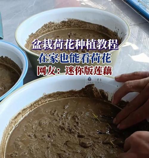 荷花种植的步骤和注意事项有哪些？