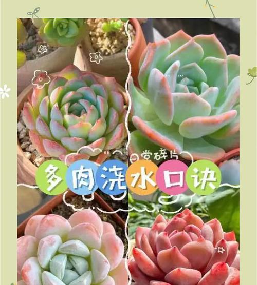 盆花浇水技巧有哪些？多久浇一次水合适？