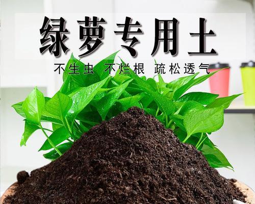 绿箩适合用哪种土壤种植？