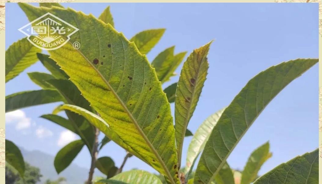 植物叶片出现斑点的原因及防治方法是什么？