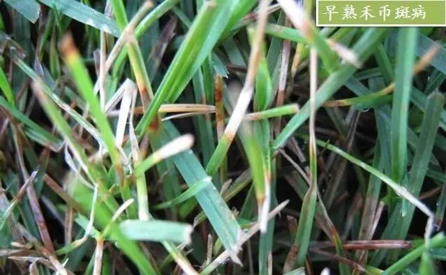 植物叶片出现斑点的原因及防治方法是什么？
