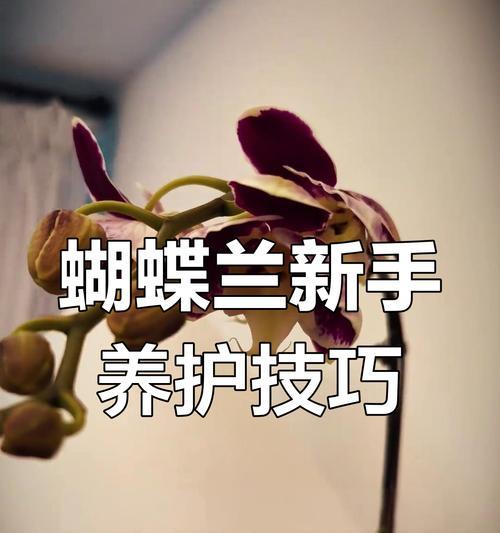 蝴蝶兰施肥的最佳时机和方法？