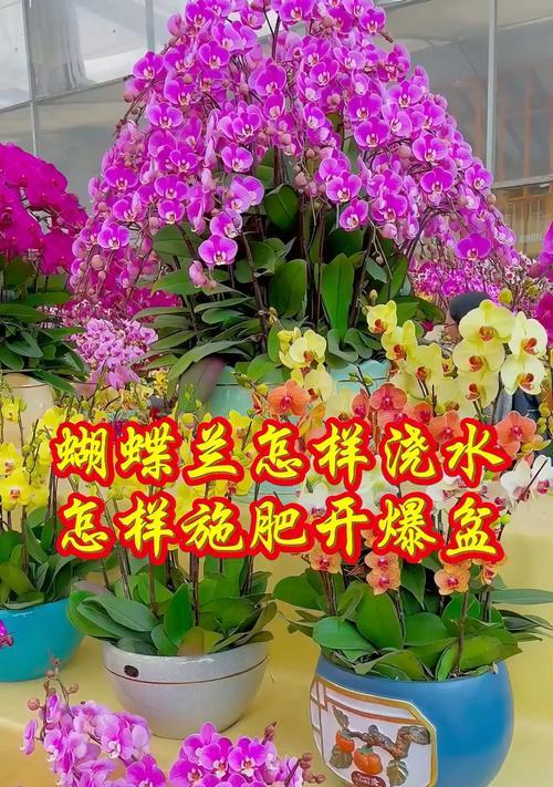 蝴蝶兰施肥的最佳时机和方法？