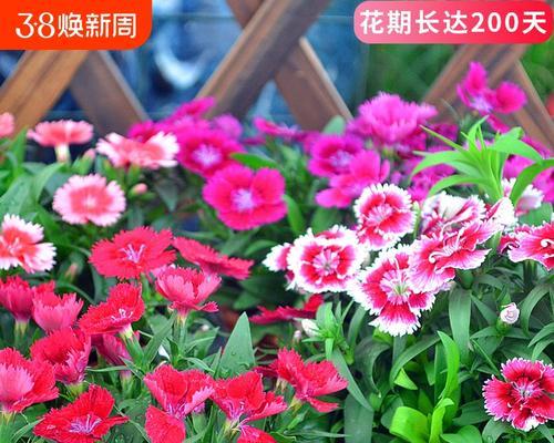 矮生花卉有哪些？矮生植物的种植和养护方法是什么？