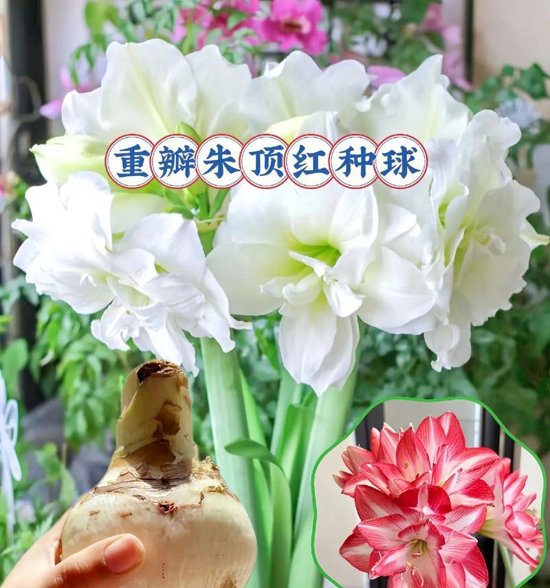 朱顶红的花语和象征意义是什么？它在花卉文化中的地位如何？