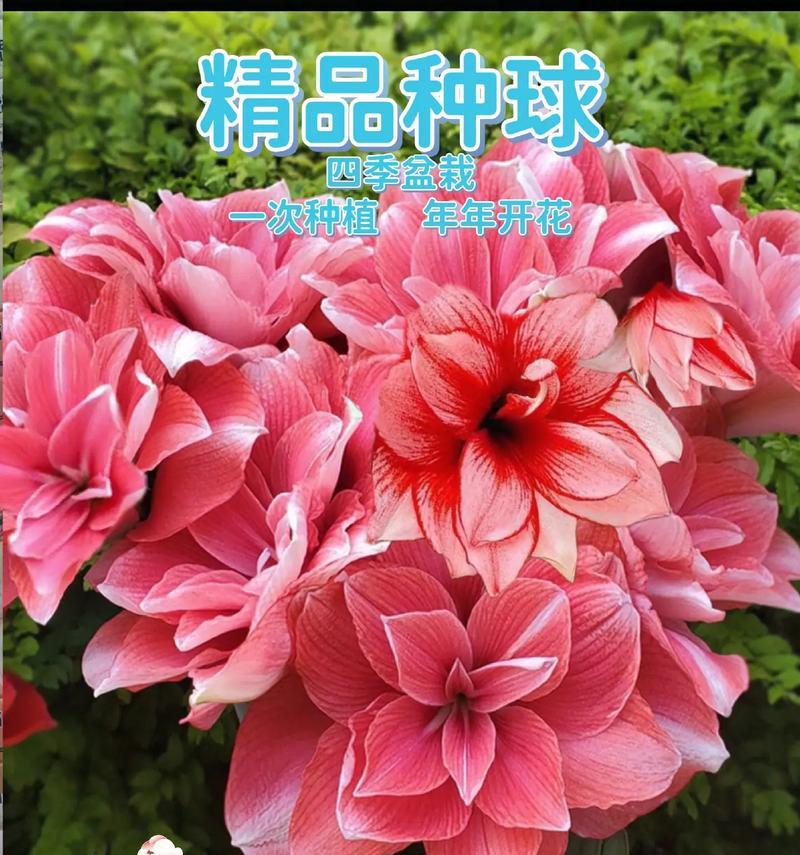 朱顶红的花语和象征意义是什么？它在花卉文化中的地位如何？
