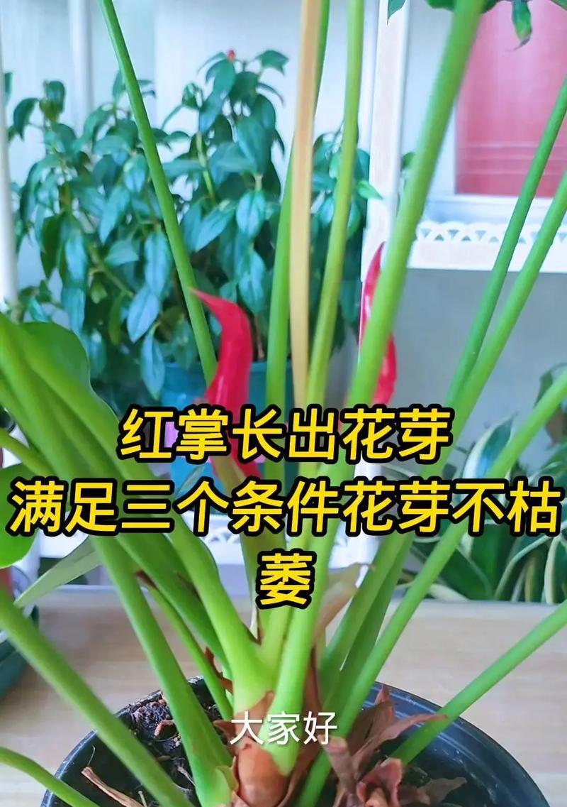 水培红掌烂根了怎么办？如何进行有效处理？
