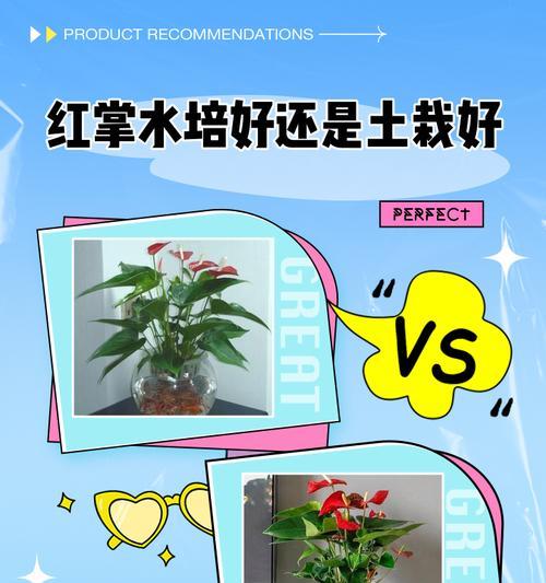 水培红掌烂根了怎么办？如何进行有效处理？