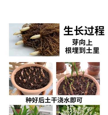 铃兰种植需要注意哪些事项？