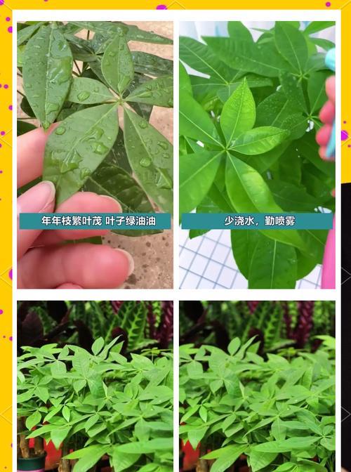 发财树小苗的正确养护步骤？