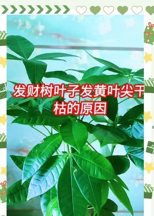 发财树小苗的正确养护步骤？