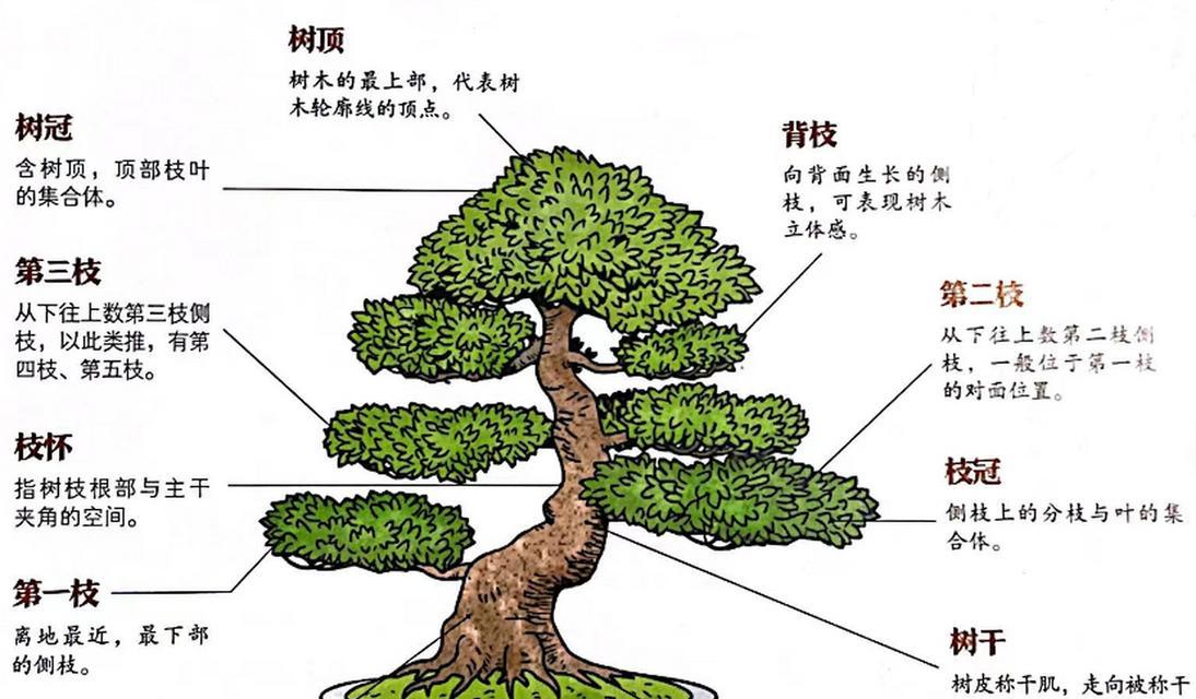 盆景树施肥的正确方法和时机？