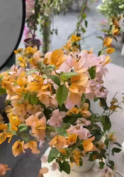 绿萝的正确饲养方法是什么？