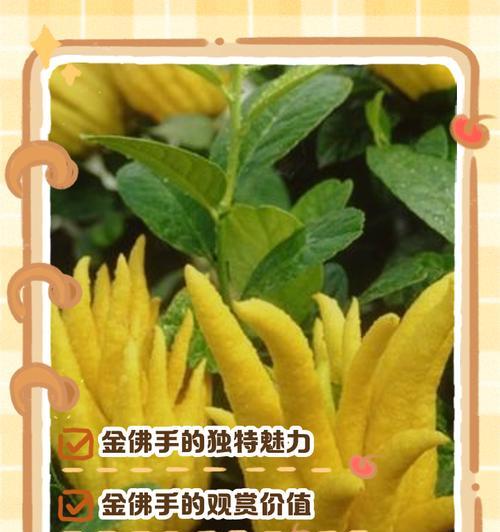 佛手盆景开花的条件和时间是什么？