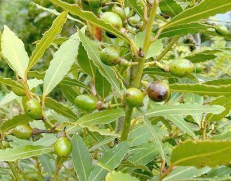 月桂树是什么植物？月桂的用途和象征意义是什么？