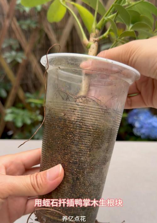 鸭掌木水培技巧有哪些？
