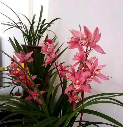 名贵的花都有哪些？如何养护和展示名贵花卉？