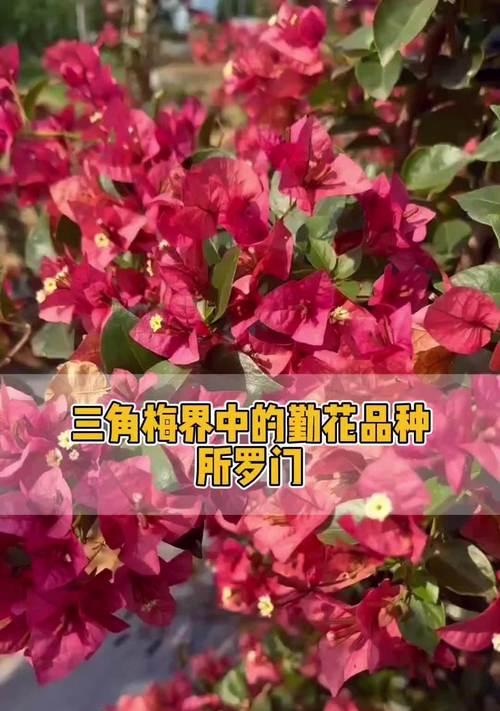 三角梅的颜色有哪些？不同颜色三角梅的养护方法？