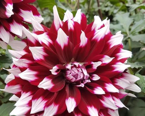 团状花材都有哪些种类？团状花材的特点是什么？