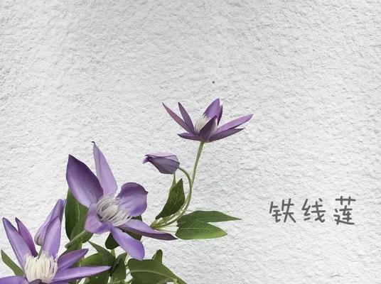 团状花材都有哪些种类？团状花材的特点是什么？