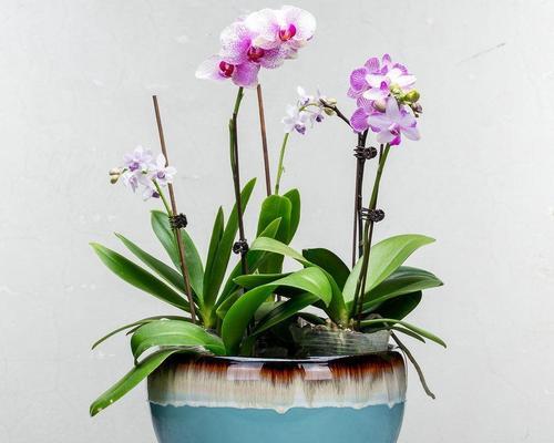 君子兰适合用什么类型的花盆？选择花盆的技巧和注意事项是什么？