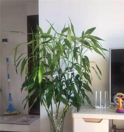 富贵竹摆放的最佳位置是什么？如何正确摆放富贵竹？