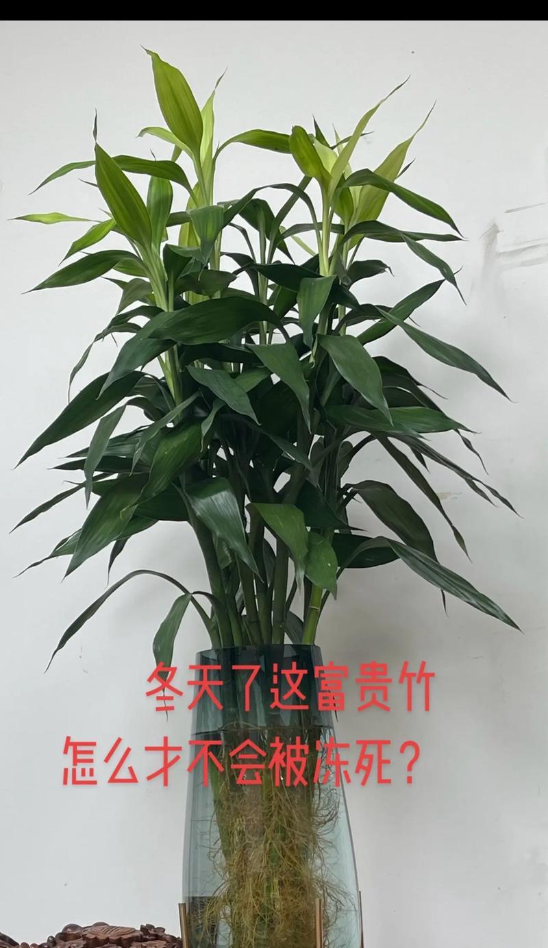 富贵竹摆放的最佳位置是什么？如何正确摆放富贵竹？