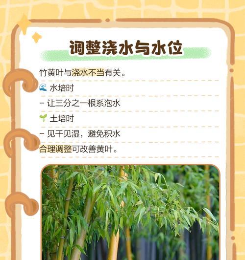 盆竹叶子发黄的处理方法是什么？