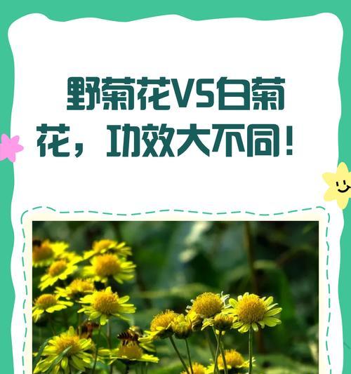 野菊花有哪些不同的种类？