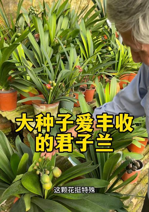 君子兰花繁殖的正确步骤是什么？
