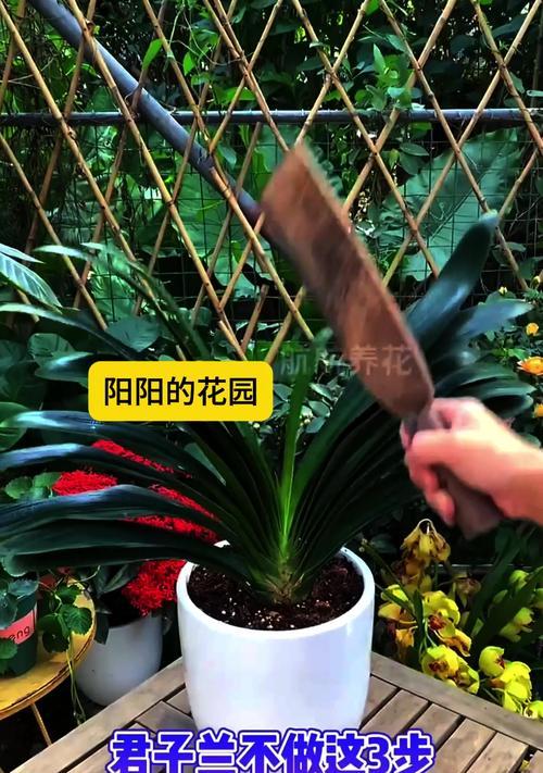 君子兰花繁殖的正确步骤是什么？