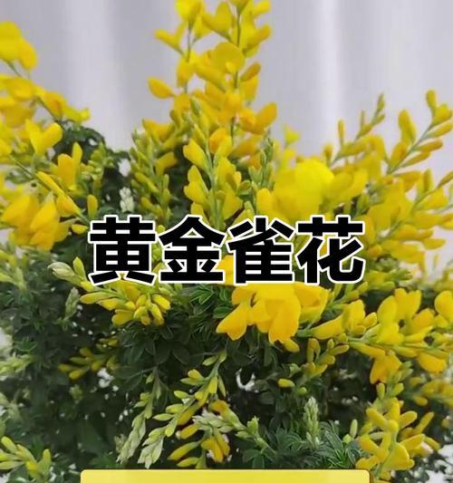 黄金雀花的养殖技巧是什么？