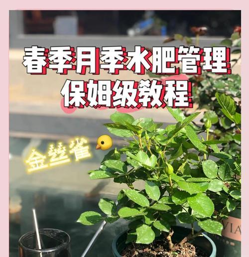黄金雀花的养殖技巧是什么？