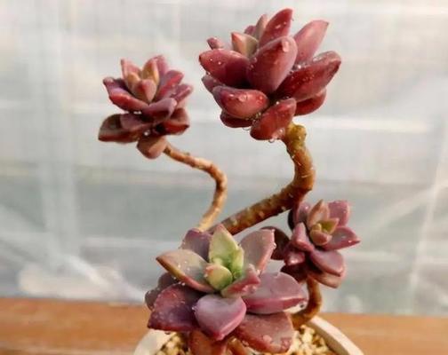 姬胧月的养殖要点是什么？