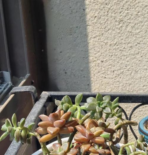 姬胧月的养殖要点是什么？