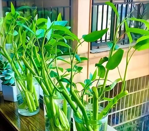 蔬菜盆栽的种植技巧有哪些？如何在家中成功种植蔬菜盆栽？