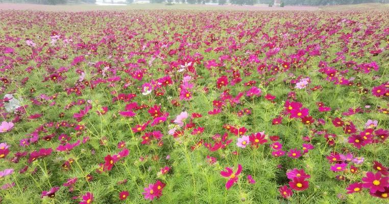 波斯菊种子的正确采摘方法是什么？如何保证种子质量？