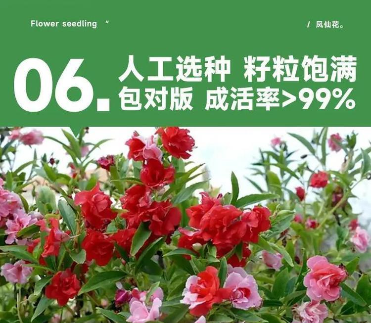 波斯菊种子的正确采摘方法是什么？如何保证种子质量？