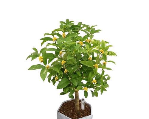 桂花的花期是什么时候？