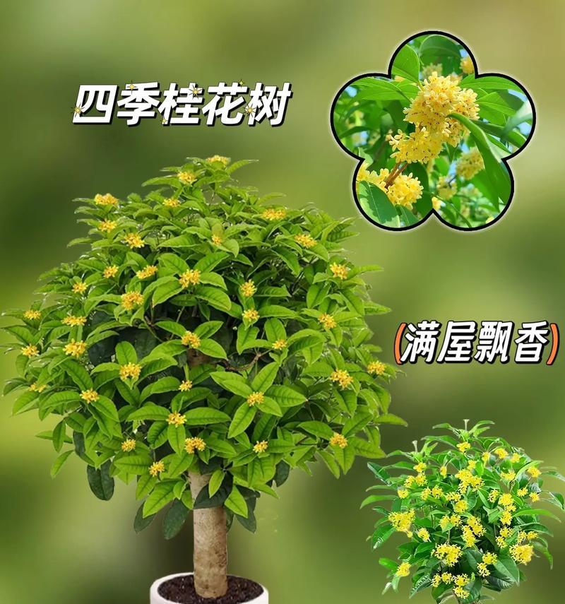 桂花的花期是什么时候？