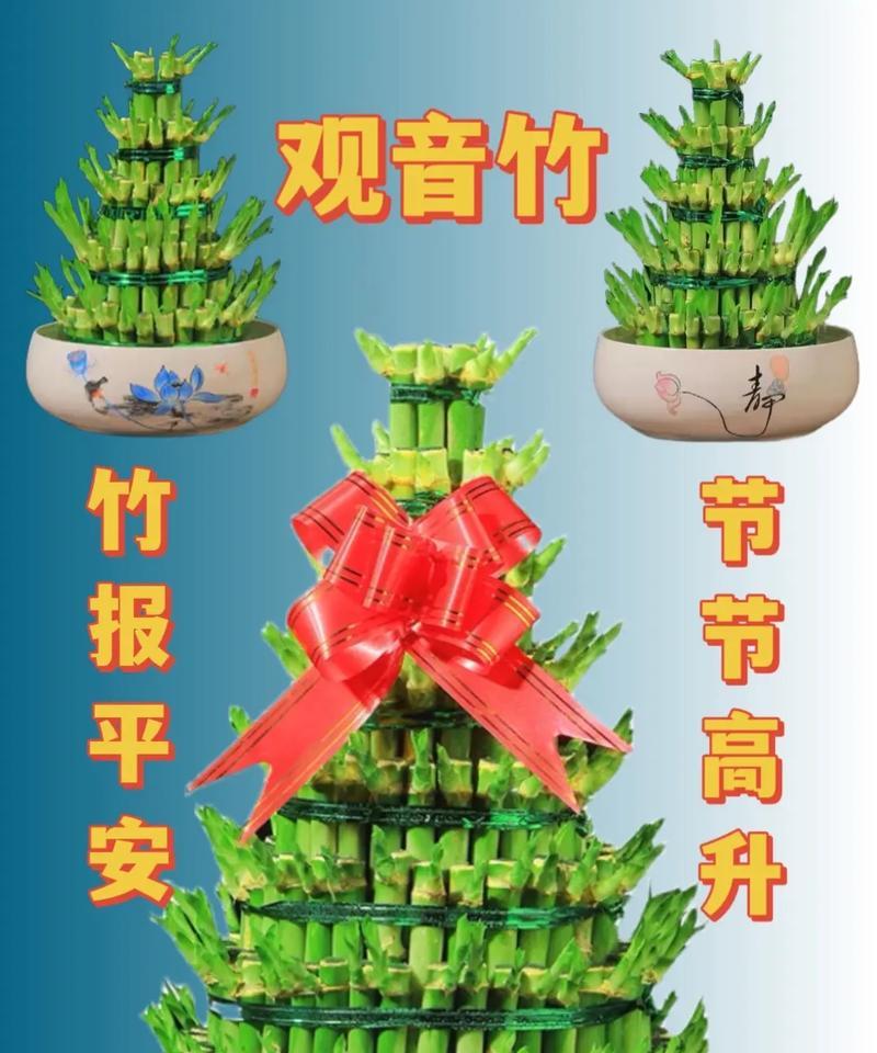 富贵竹节节高怎么做？如何促进富贵竹的生长？