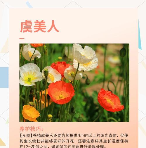 虞美人种子种植的步骤和注意事项？