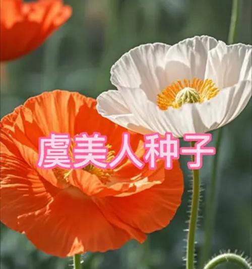 虞美人种子种植的步骤和注意事项？