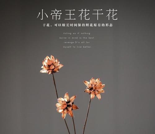帝王花制作干花的步骤是什么？