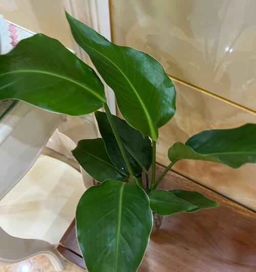金钻植物修剪的最佳时机和方法是什么？
