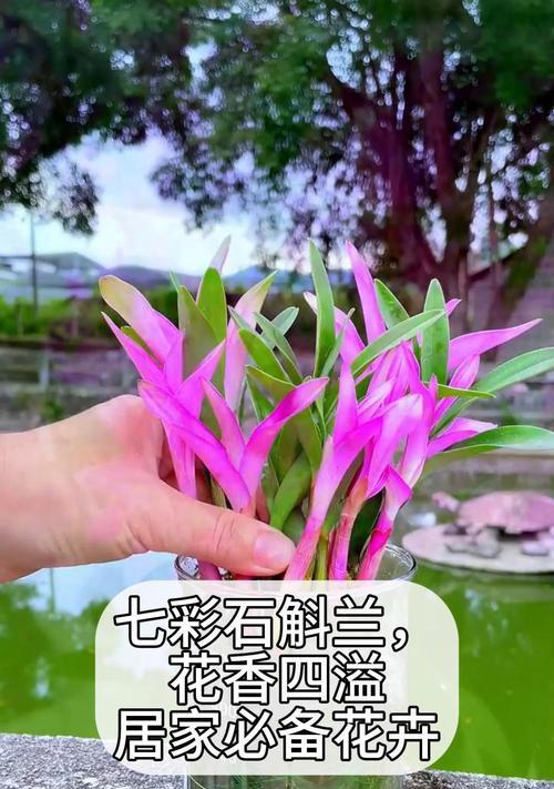 石斜兰的养护要点是什么？怎样才能养出好花？